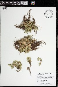 Selaginella rupestris image