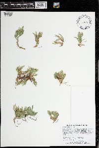 Selaginella rupestris image