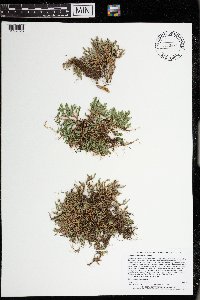 Selaginella rupestris image