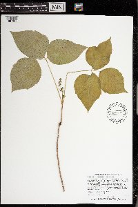 Toxicodendron rydbergii image