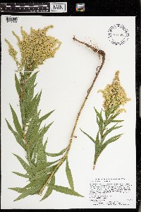 Solidago canadensis var. canadensis image