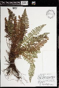 Dryopteris fragrans image