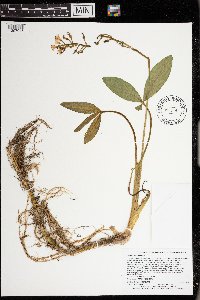 Menyanthes trifoliata image