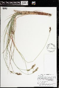 Carex buxbaumii image