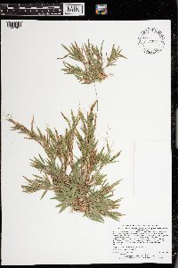 Dichanthelium acuminatum image