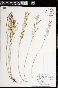 Lechea intermedia image