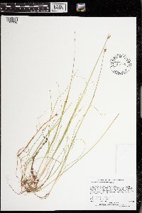 Schoenoplectus subterminalis image
