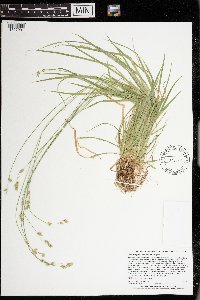 Carex deweyana var. deweyana image