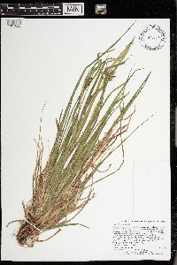 Carex intumescens image