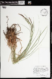 Carex stricta image