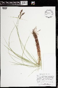 Carex buxbaumii image