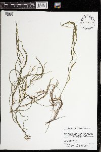 Heteranthera dubia image