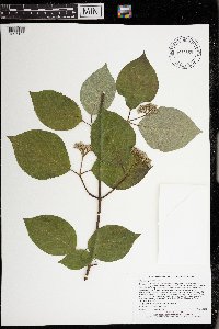 Cornus rugosa image