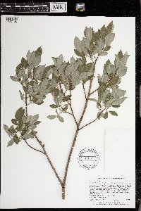 Image Associated With the Occurrence