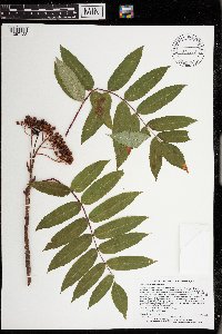 Sorbus americana image