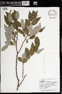 Salix pyrifolia image