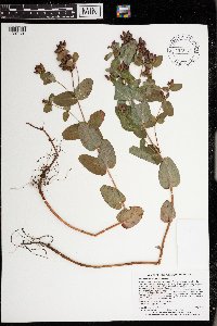 Triadenum fraseri image