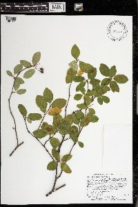 Amelanchier bartramiana image