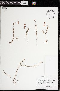 Vaccinium oxycoccos image