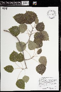 Populus grandidentata image