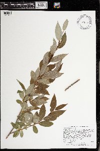 Salix serissima image