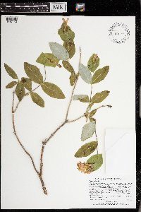 Lonicera dioica image