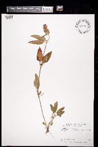 Prunella vulgaris subsp. lanceolata image