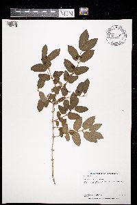 Lonicera tatarica image