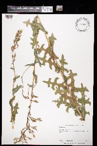 Lactuca serriola image
