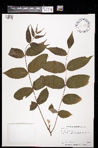 Juglans nigra image
