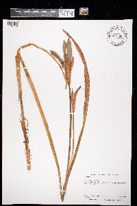 Iris virginica image