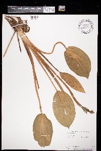 Alisma subcordatum image