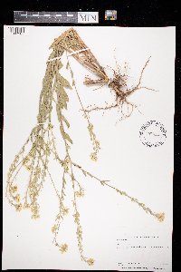 Berteroa incana image