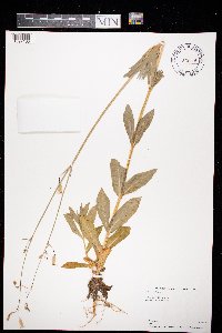 Silene csereii image