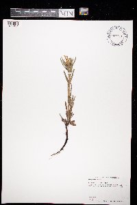 Lithospermum incisum image