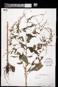 Hackelia virginiana image