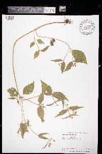 Galinsoga quadriradiata image