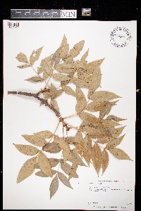 Fraxinus nigra image
