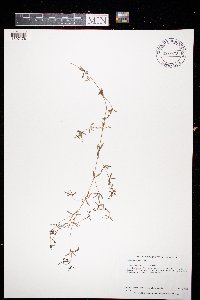 Galium tinctorium image