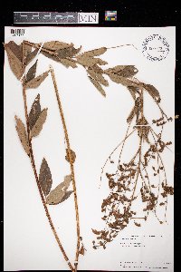 Desmodium canadense image