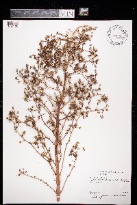 Lactuca ludoviciana image