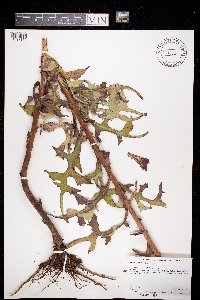Lactuca ludoviciana image