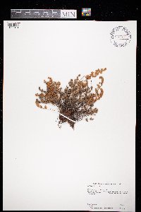 Cheilanthes feei image