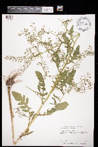 Rorippa palustris subsp. palustris image