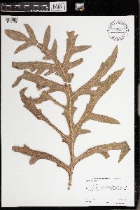 Silphium laciniatum image