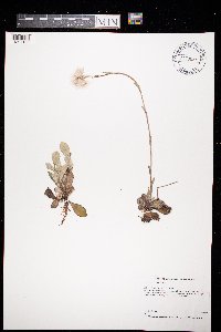 Antennaria howellii subsp. petaloidea image