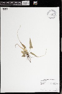 Asplenium rhizophyllum image