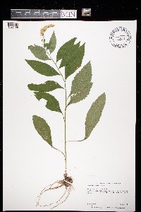 Solidago ulmifolia var. ulmifolia image