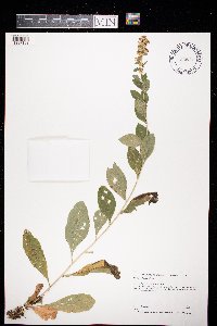 Solidago sciaphila image