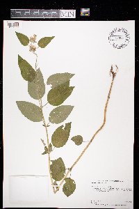 Blephilia hirsuta image